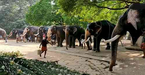 Following beating video, Kerala HC wants audit of elephant centre at Guruvayoor temple