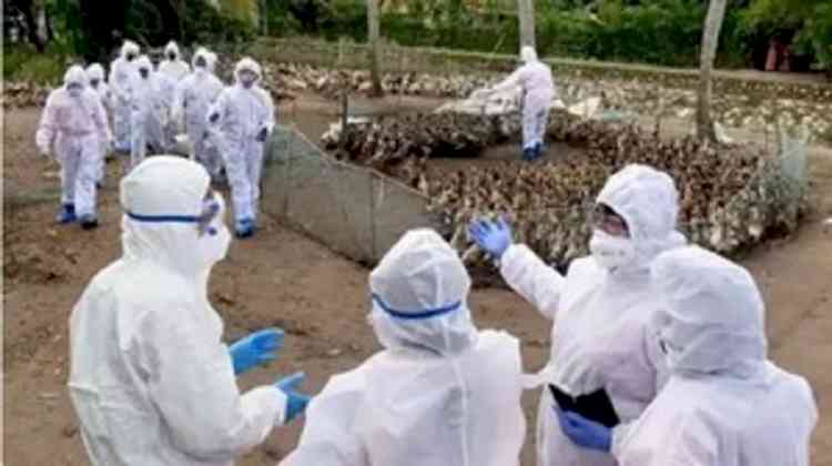 Japan culls 14,000 birds after avian flu outbreak