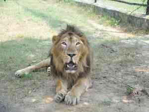 Man enters lion’s enclosure at Tirupati zoo, mauled to death