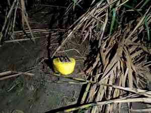 Drone-dropped IED found near international border by BSF in J&K's Kathua