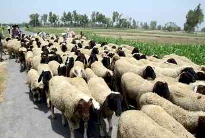 Four Telangana officials arrested in sheep scam