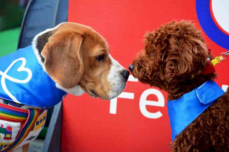 Pets fashion show marks end of two-day Pet Festival