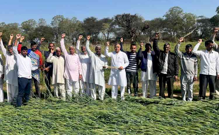 ओलावृष्टि प्रभावित किसानों के लिए स्पेशल गिरदावरी के साथ उचित मुआवजे की मांग की किसान नेता राजू मान ने