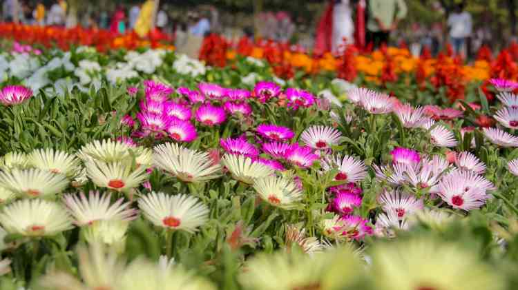 The fragrance of Happiness and Haryanvi culture will spread in MDU's Flower Fest- Rang Bahar