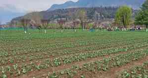 J&K: Srinagar’s Tulip Garden opens for visitors 