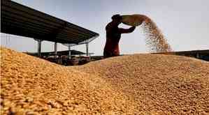 Punjab estimated to produce 161.30 lakh metric tons wheat