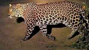 Leopard enters house in Delhi village, three injured