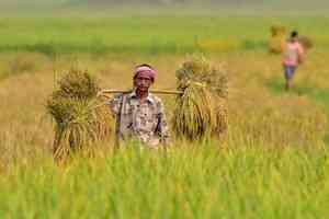 'Above normal monsoon rainfall in 2024 bodes well for agricultural sector'