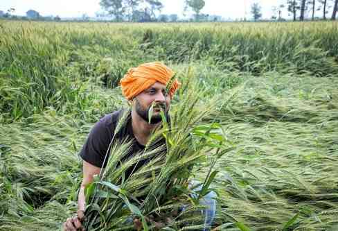 Punjab govt has failed to provide relief for crop loss: Congress leader
