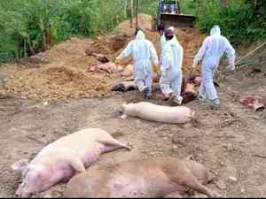 Mizoram once again grapples with African Swine Fever outbreak, 174 pigs dead