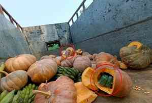 Drugs worth Rs 3.5 cr concealed in pumpkins seized in Manipur