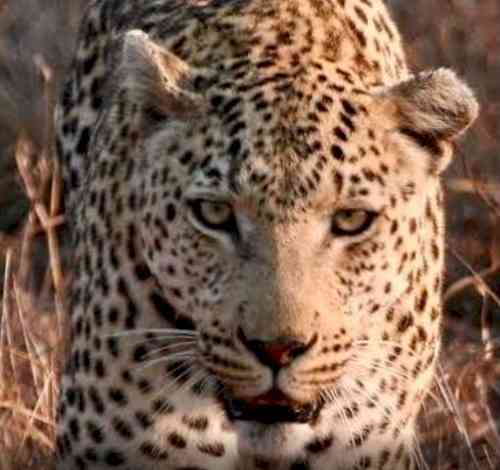 Leopard sighted near Hyderabad airport