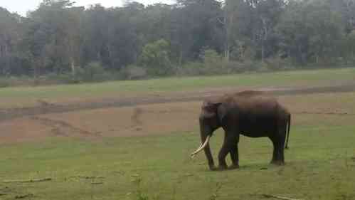 AIADMK to protest against draft elephant corridor plan of TN govt