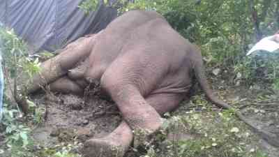 Kerala Forest Department registers case against loco pilot for killing wild elephant