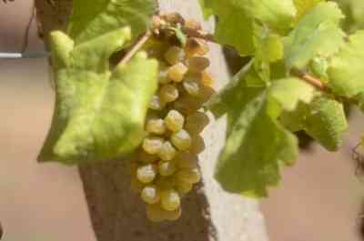 TN grape farmers in crisis as sweltering heat will lead to over 80 pc fall in yield