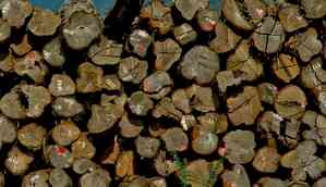 Myanmar seizes over 1,600 tons of illegal teak timber in April-May