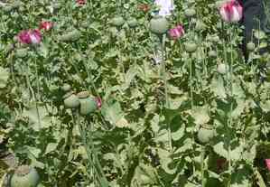 Over 17,500 acres of poppy farms destroyed in north Afghanistan: Officials