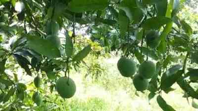 For high mango yield, CISH recommends tree rejuvenation
