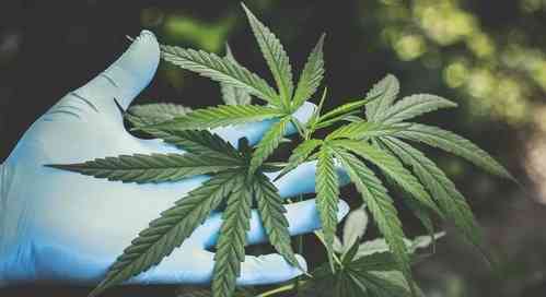 Ahmedabad Crime Branch, Customs Dept seize 3.7 kg cannabis worth Rs 1.12 cr in joint op