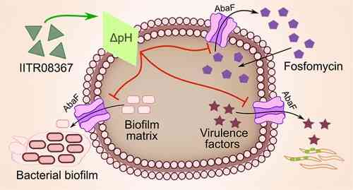 IIT Roorkee Scientists identify a small Molecule (IITR08367) to Combat Antibiotic Resistance in Urinary Tract Infections