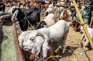 No social media display of 'qurbani': Islamic Centre's advisory