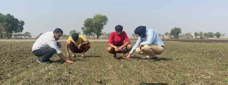 PAU-KVK Kapurthala regularly monitoring DSR Crop