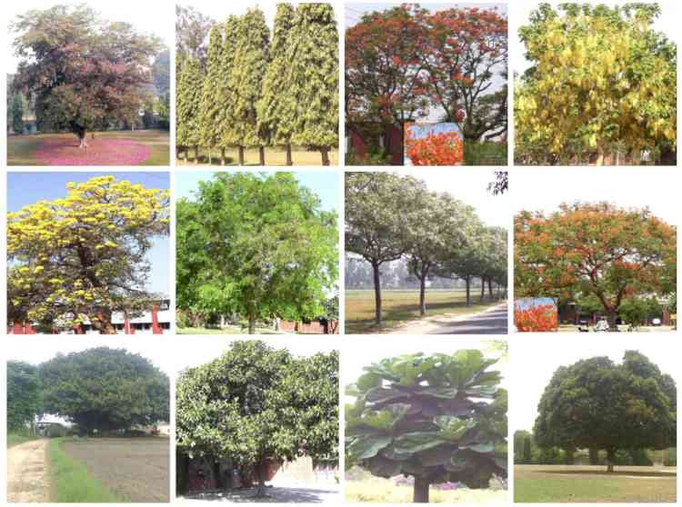 One student, one tree: PAU VC’s Green Initiative takes root