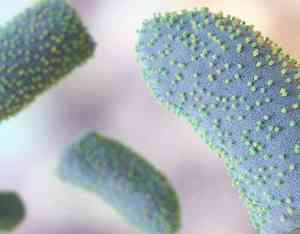 Four children die in Gujarat from suspected Chandipura virus infection