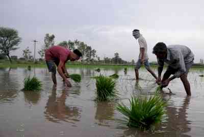 Area under kharif crop increases to Rs 1,065 lakh hectares amid better monsoon