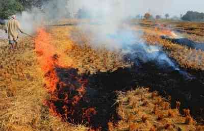 SC seeks report from CAQM on steps taken to curb stubble burning