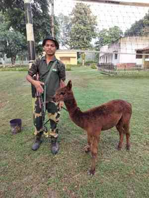 BSF recovers Alpaca along Indo-B’desh border