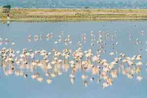 Bird conservation in Sambhar Lake must be safeguarded, says Rajasthan official
