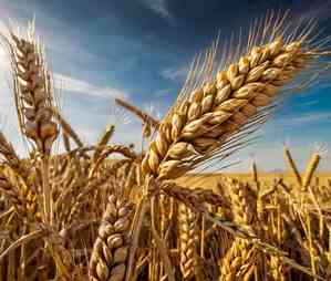 Himachal fixes highest support price for wheat, maize: Official