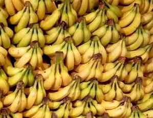 India targets $1 billion banana exports as sea route trial proves successful