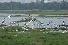 Surge in arrival of migratory birds in TN's Pallikaranai after removal of encroachments