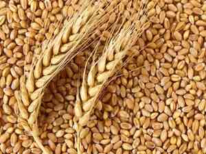 Rabi 2024 clocks 1,132 LMT wheat production, ample availability in country: Centre
