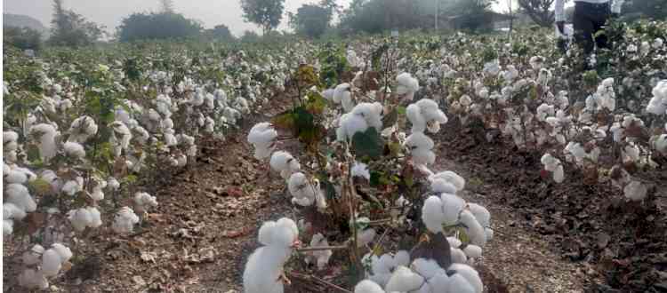Punjab’s cotton future in focus at PAU-led consultative meeting