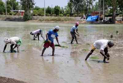 Punjab to ensure uninterrupted power supply during paddy plantation