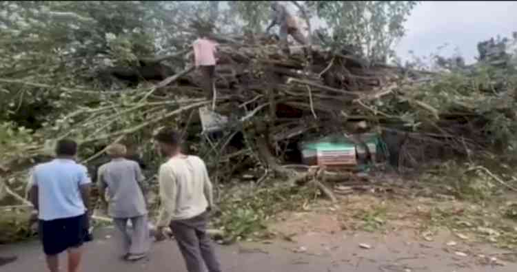 Truck Crushed by Fallen Tree in Nagarota Bagwan; Two Dead