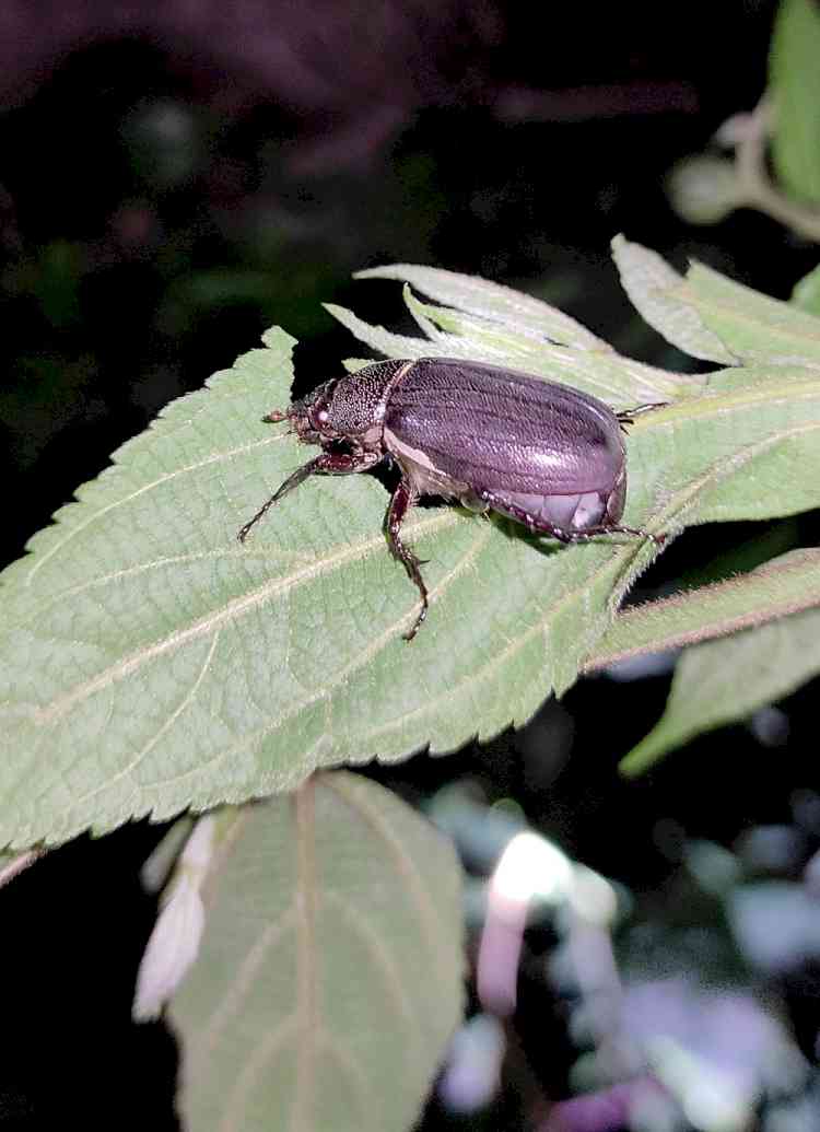 Advisory for management of Beetles in Apple and stone fruits