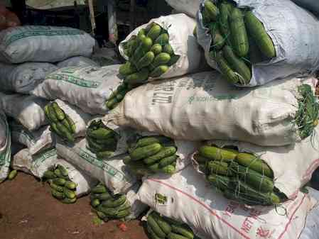 150 kg of sea cucumbers seized in Nagapattinam, smuggling bid foiled