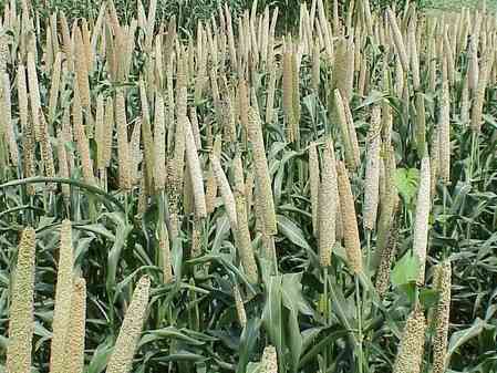 Total area sown under Kharif crops crosses 597 lakh hectares