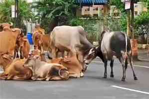 Formulating strategy to address stray animal menace, minister informs Punjab Assembly