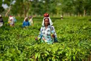 India's tea exports rise 2.85 per cent to cross 257 million kg in 2024-25