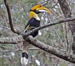 India's first hornbill conservation centre to come up at Annamalai Tiger Reserve in Tamil Nadu