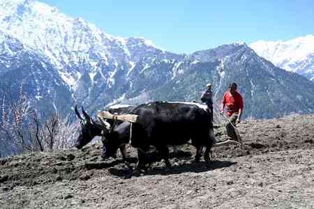 2,244 families practising chemical-free farming in Himachal’s remote Pangi