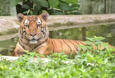On International Tiger day, TN's Mudumalai Tiger Reserve records 28 pc rise in feline population