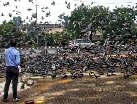 Maha: Mumbai registers first FIR for feeding pigeons