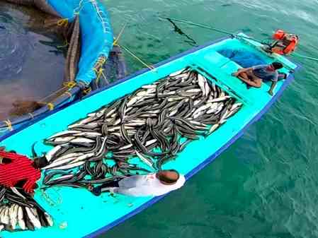Gujarat ranks 2nd in marine fish production, estimated to be 10.37 lakh MT in 2024-25