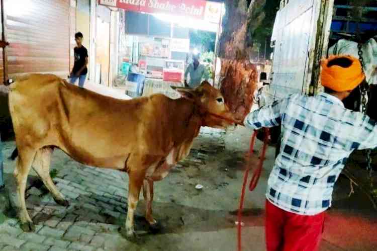 बेसहारा पशु पकड़ने के लिए रोहतक नगर निगम ने चलाया विशेष अभियान